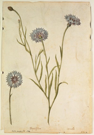 矢车菊矢车菊：Centaurea cyanus，约 1568 年，作者 J.le Moyne de Morgues（约 1530-88）。 作者 雅克 (1533-88) 勒莫恩