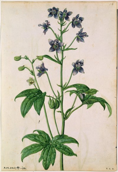 Delphinium：Staphisagria（Stavesacre），约 1568 年，作者 J.Le Moyne de Morgues（卒于 1588 年） 作者 雅克 (1533-88) 勒莫恩