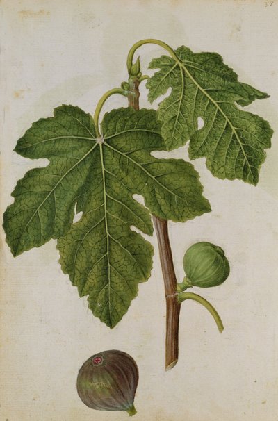 资料图：榕树，约 1568 年，作者 J.le Moyne de Morgues（约 1530-88 年） 作者 雅克 (1533-88) 勒莫恩