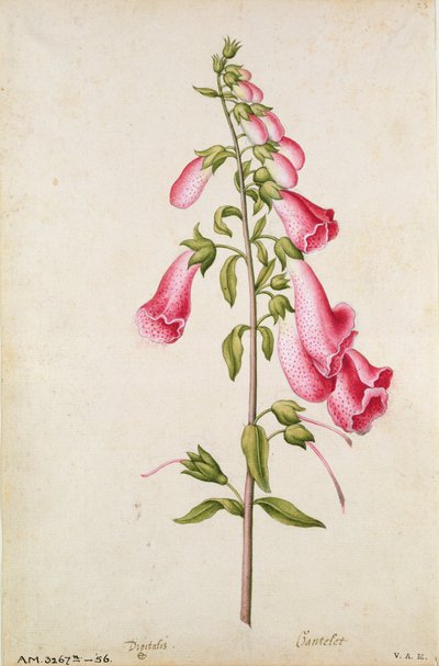 狐臭草洋地黄：紫洋地黄，约 1568 年，作者 J.le Moyne de Morgues（约 1530-88）。 作者 雅克 (1533-88) 勒莫恩