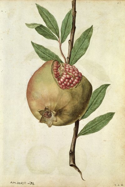 石榴石榴：Punica granatum，约 1568 年，作者 J.le Moyne de Morgues（约 1530-88）。 作者 雅克 (1533-88) 勒莫恩