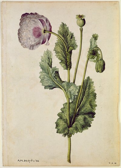 罂粟：鸦片（Papaver somniferum），约 1568 年，作者 J.le Moyne de Morgues（约 1530-88 年） 作者 雅克 (1533-88) 勒莫恩