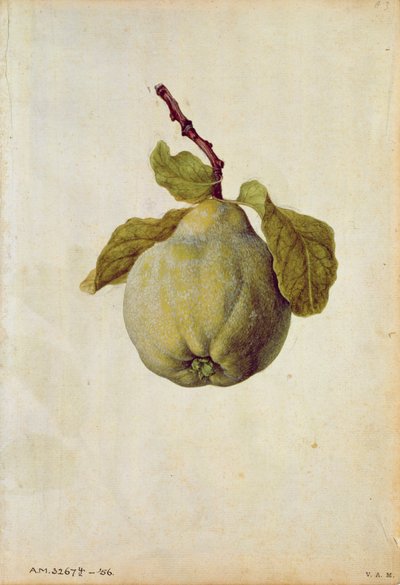 榅桲：Cydonia vulgaris，约 1568 年，作者 J.le Moyne de Morgues（约 1530-88）。 作者 雅克 (1533-88) 勒莫恩