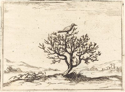 灌木丛中的夜莺，1628年。 作者 雅克·卡洛