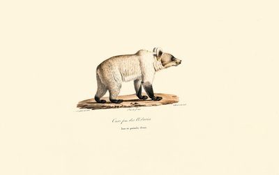 坎塔布里亚棕熊（Ursus arctos pyrenaicus） 作者 