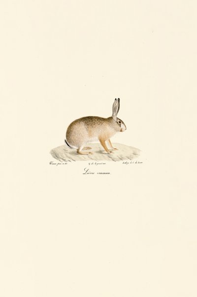 欧洲野兔 作者 Jacques Christophe Werner