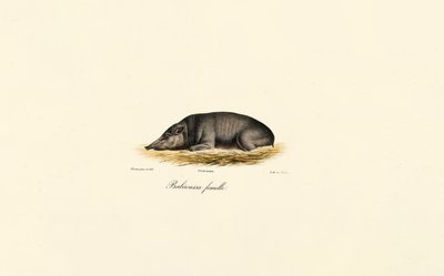 女性 Babirusa 作者 