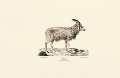 长毛山羊 作者 Jacques Christophe Werner