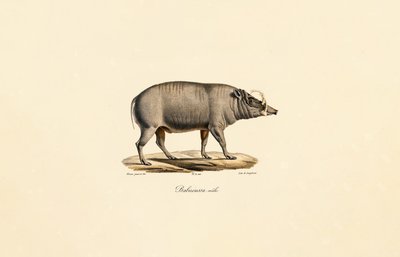男性 Babirusa 作者 