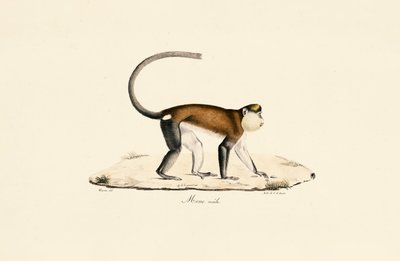 猴子 作者 Jacques Christophe Werner