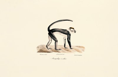 白领曼加贝（Cercocebus torquatus） 作者 