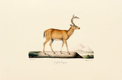 白尾鹿 作者 Jacques Christophe Werner