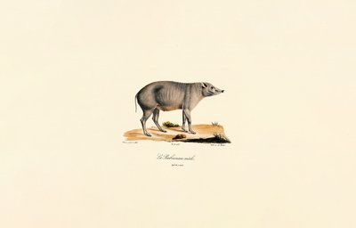 年轻的雄性 Babirusa 作者 