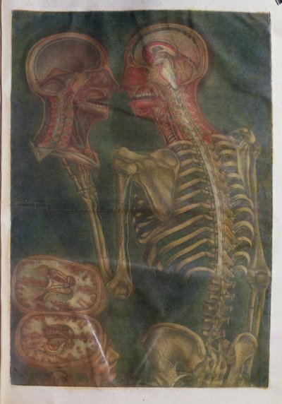 大脑与脊柱的和弦，来自“人体结构的解剖展”，1759年（mezzotint） 作者 雅克·法比恩·高蒂埃·达戈蒂