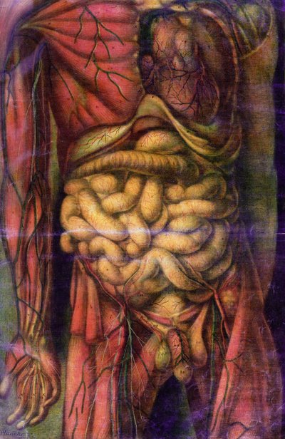 显示肠子的男人的躯干，来自&39;Anatomie Generale des Visceres en Situation&39;，1752（mezzotint） 作者 雅克·法比恩·高蒂埃·达戈蒂