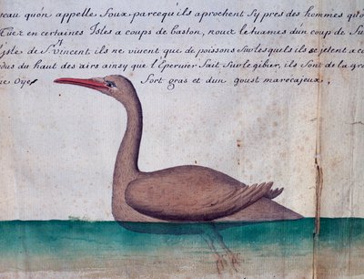 佛得角圣维森特岛，名为 Foux（鲣鸟）的鸟，水彩画，取自 Jacques Gouin de Beauchesne（1652-1730 年）的航海日志，他是 1698 年至 1701 年期间法国南方海洋皇家公司的船长。 作者 雅克·古安·德·博舍纳