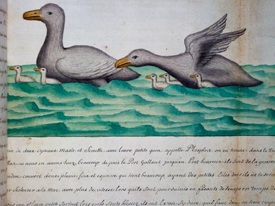 名为 Ploplos 的鸭子，麦哲伦海峡，水彩画，取自法国南海皇家船长雅克·古安·德·博谢纳 (Jacques Gouin de Beauchesne，1652-1730 年) 的航海日志，1698 年至 1701 年 作者 雅克·古安·德·博舍纳
