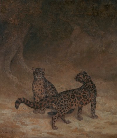 云豹 作者 雅克·洛朗·阿加斯