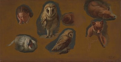 对狐狸、仓鸮、孔雀和年轻人头部的研究 作者 雅克·洛朗·阿加斯
