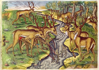 Stag Hunt，来自&39;Brevis Narratio ......&39;，由Theodore de Bry（1528-98）刻制1563 作者 雅克·勒·摩恩（Jacques Le Moyne）