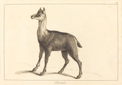 羚羊 作者 Jacques Philippe Le Bas 和 Jean Eric Rehn 在 Jean Baptiste Oudry 之后