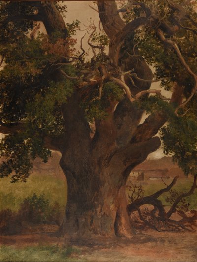Le Vieux chêne（研究） 作者 雅克·雷蒙·布拉斯卡萨