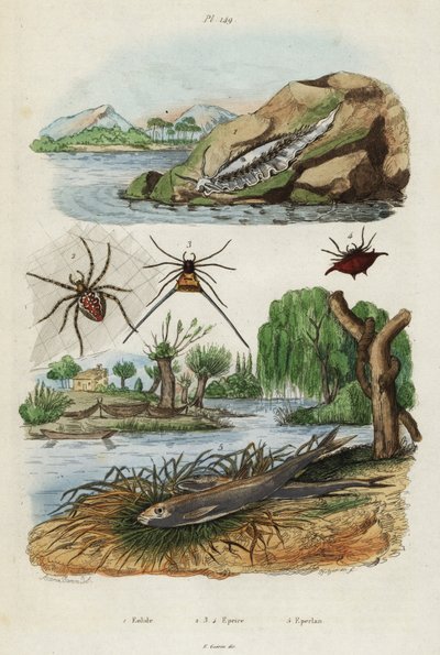 Sea slug, garden spider and European smelt.,1834-1839 (engraving)   1398465   zh       chinese Successfully Translated  Original: ""Un village en automne"" (A village in autumn) Peinture de Karl Wendel (1878-1937) 1903 Musee des Beaux Arts de Mikalojus Kon 作者 雅克·雷恩·伊西多尔·阿卡里男爵