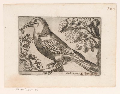 沃格尔
Chuta 码头（物体上的标题）
Vogels（系列名称） 作者 雅克·德·福纳泽里斯（可能）