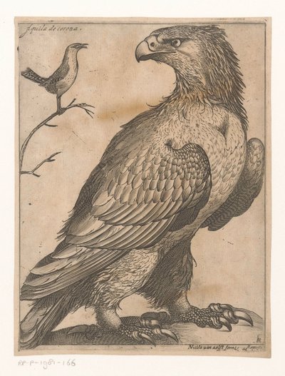 阿伦德
Aquila de Corona（物品上的标题）
Negen vogels（系列名称） 作者 雅克·德·福纳泽里斯