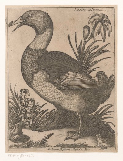 结束
Anatra Saluatica（物品上的标题）
Negen vogels（系列名称） 作者 雅克·德·福纳泽里斯