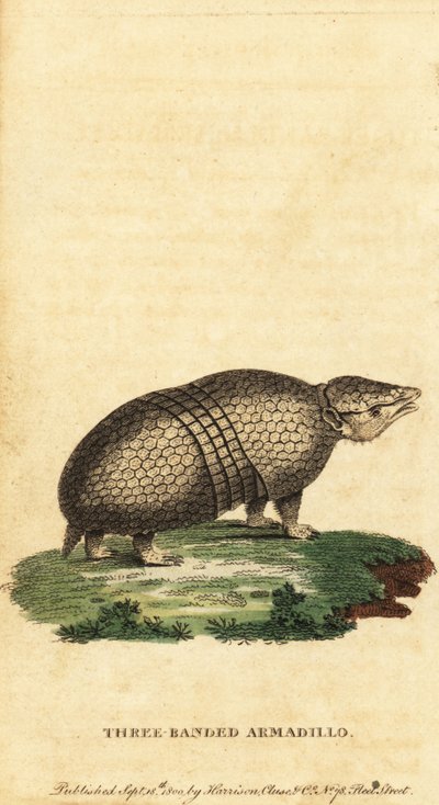 巴西三带犰狳，Tolypeutes tricinctus，1800 年（雕刻） 作者 雅克·塞弗