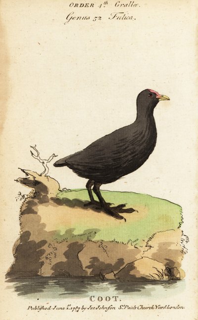 欧拉库特，Fulica atra 作者 雅克·塞弗
