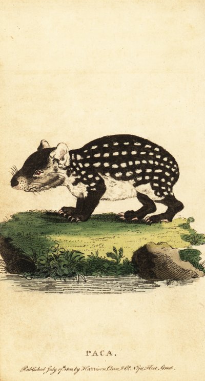低地帕卡或斑点帕卡，Cuniculus paca.,1800（雕刻） 作者 雅克·塞弗