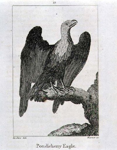 本底特里鹰，出自《地球和自然界的历史》，作者奥利弗-戈德史密斯，在伦敦出版。 作者 雅克·塞弗