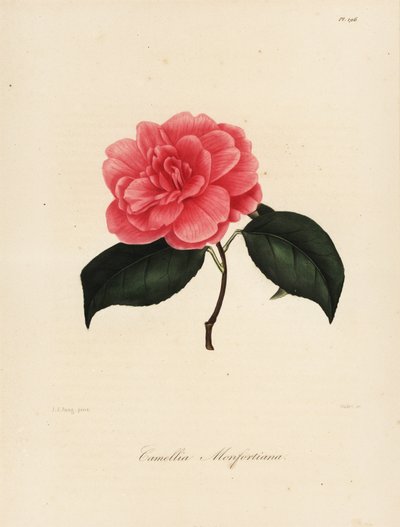 山茶花品种，山茶花单株 作者 雅各布（后）荣格