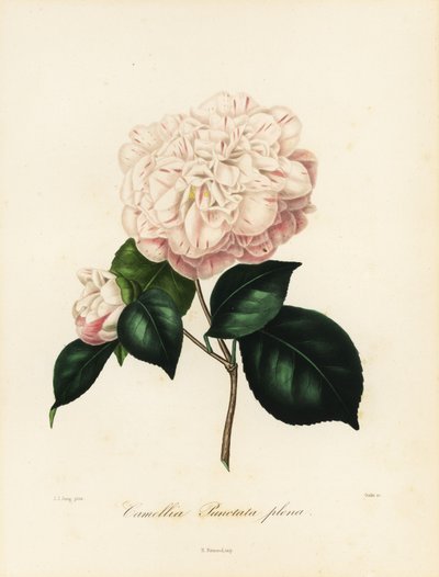 山茶花品种，Camellia punctata plena 作者 雅各布（后）荣格