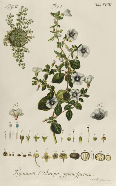 Convolvulus：来自 "Plantae Rariores "的Teganium f. Atropa gymnosperma 作者 雅各布·克里斯托弗·凯勒
