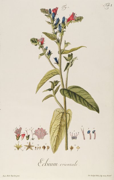 蓝蓟：东方植物，来自“Icons Plantarum”，c.1763（雕刻） 作者 雅各布·克里斯托弗·凯勒