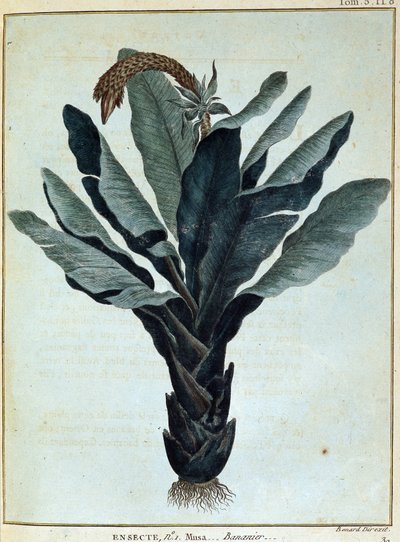 香蕉--载于《1768年至1772年期间为发现尼罗河源头而进行的努比亚和阿比西尼亚之旅》，詹姆斯-布鲁斯著，第一卷，巴黎。 作者 詹姆斯·布鲁斯