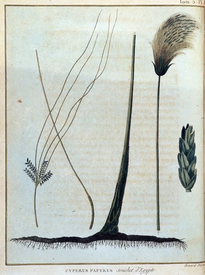 埃及的Cyperus纸莎草--载于《1768年至1772年期间为发现尼罗河源头而进行的努比亚和阿比西尼亚之旅》，詹姆斯-布鲁斯著，第1卷，巴黎 作者 詹姆斯·布鲁斯