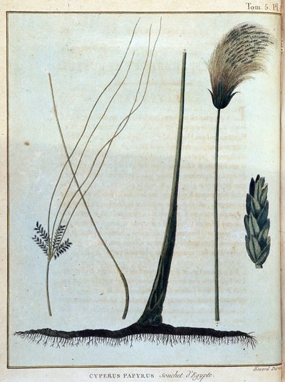 埃及的Cyperus纸莎草--载于《1768年至1772年期间为发现尼罗河源头而进行的努比亚和阿比西尼亚之旅》，詹姆斯-布鲁斯著，第1卷，巴黎 作者 詹姆斯·布鲁斯