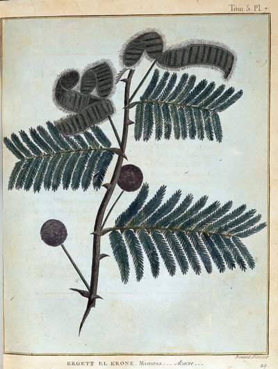 Ergett el Krone，含羞草--金合欢--载于《1768年至1772年为发现尼罗河源头而进行的努比亚和阿比西尼亚之旅》，作者James Bruce，第一卷，巴黎。 作者 詹姆斯·布鲁斯