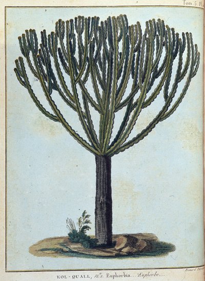 Kol-quall（Kol quall），大戟（仙人掌）--载于《1768年至1772年期间为发现尼罗河源头而进行的努比亚和阿比西尼亚之旅》，作者是詹姆斯-布鲁斯，第一卷，巴黎 作者 詹姆斯·布鲁斯