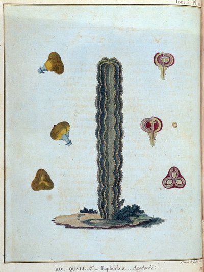 Kol-quall（Kol quall），大戟（仙人掌）--载于《1768年至1772年期间为发现尼罗河源头而进行的努比亚和阿比西尼亚之旅》，作者是詹姆斯-布鲁斯，第一卷，巴黎 作者 詹姆斯·布鲁斯