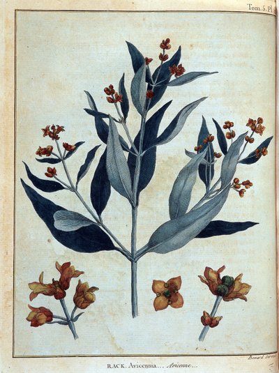 Rack, avicenne--载于《1768年至1772年为发现尼罗河源头而进行的努比亚和阿比西尼亚之旅》，詹姆斯-布鲁斯著，第一卷，巴黎。 作者 詹姆斯·布鲁斯
