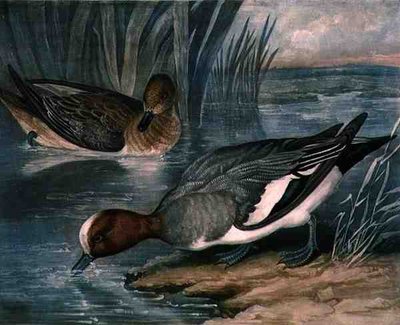 Widgeons，《英国羽毛游戏》第6版，由Charles Turner（1773-1857）雕刻，由R. Ackermann出版，约1810年（夹印版画）。 作者 詹姆斯（后）巴兰杰