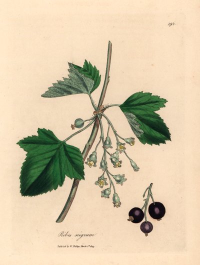 黑加仑树，Ribes nigrum，摘自詹姆斯-索尔比（James Sowerby）1832 年威廉-伍德维尔（William Woodville）和威廉-杰克逊-胡克爵士（Sir William Jackson Hooker）的《医学植物学》中的植物插图（手工彩色铜版雕刻）。 作者 詹姆斯（后）索尔比