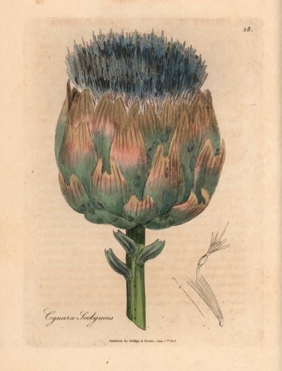 蓝紫色花朝鲜蓟（Cynara scolymus），出自詹姆斯-索尔比（James Sowerby）1832 年威廉-伍德维尔（William Woodville）和威廉-杰克逊-胡克爵士（Sir William Jackson Hooker）的《医学植物学》中的一幅植物插图（手工彩色铜版雕刻）。 作者 詹姆斯（后）索尔比