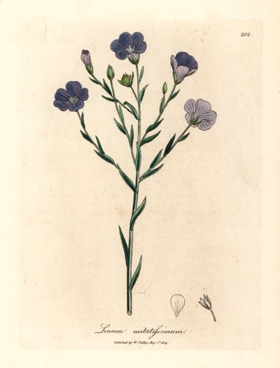 蓝花亚麻 Linum usitatissimum，摘自詹姆斯-索尔比（James Sowerby）1832 年威廉-伍德维尔（William Woodville）和威廉-杰克逊-胡克爵士（Sir William Jackson Hooker）《医学植物学》中的一幅植物插图（手工彩色铜版雕刻）。 作者 詹姆斯（后）索尔比