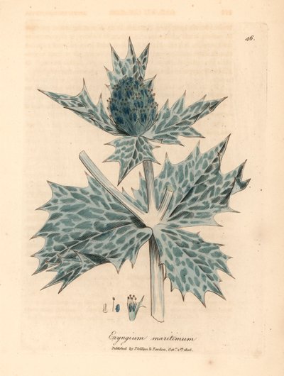 蓝花海冬青（Eryngium maritinum），出自詹姆斯-索尔比（James Sowerby）1832 年威廉-伍德维尔和威廉-杰克逊-胡克爵士的《医学植物学》中的一幅植物插图（手工彩色铜版雕刻）。 作者 詹姆斯（后）索尔比
